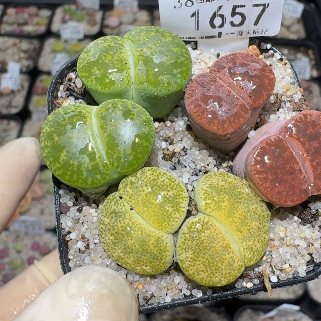 Zzz生石花肉锥1657