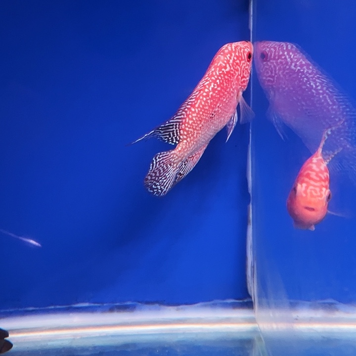 罗汉鱼马来罗汉鱼