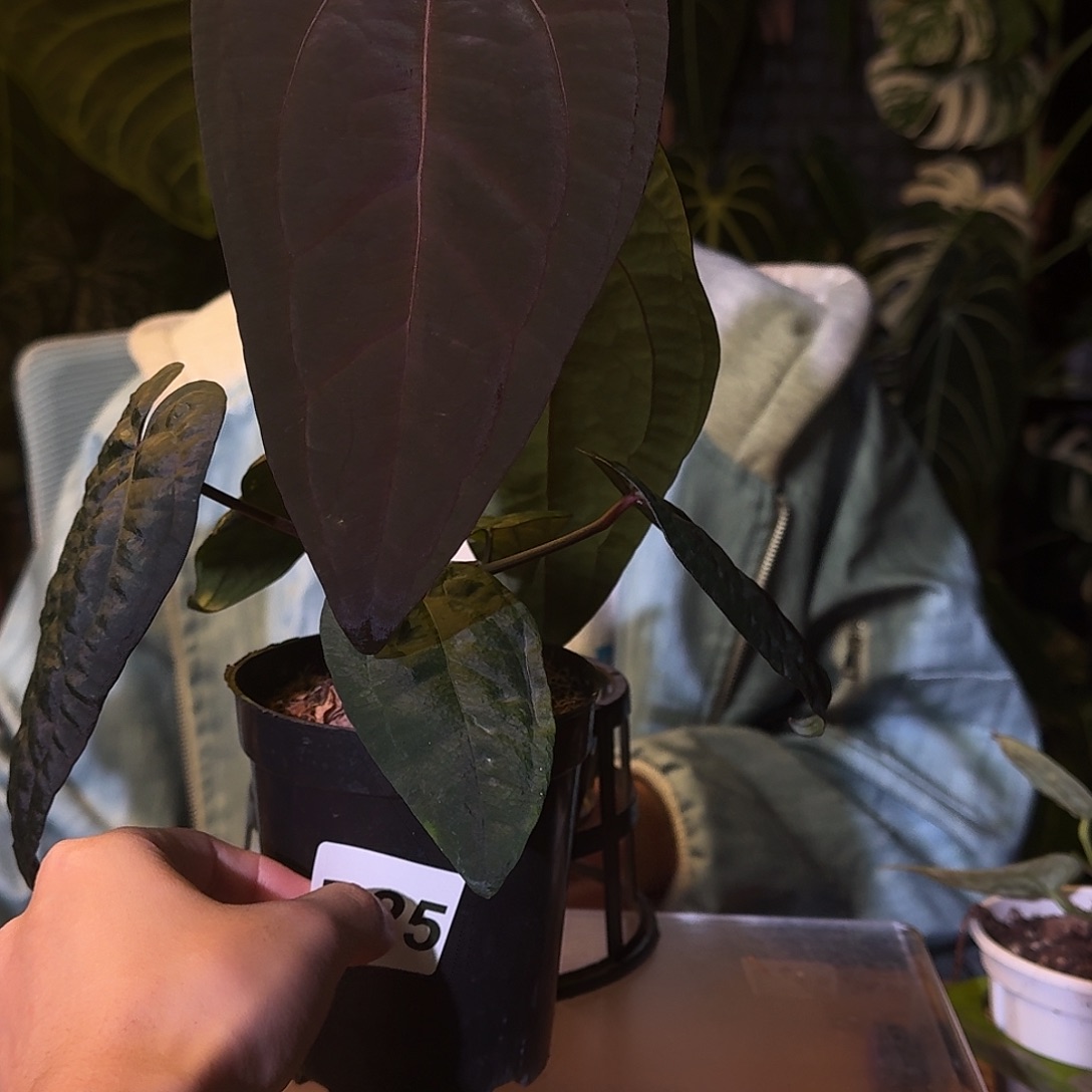 H****不开花植物D25午夜魅影