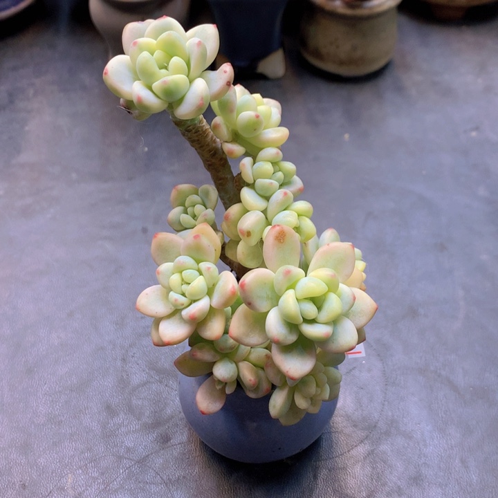 一物一拍满30包邮 178