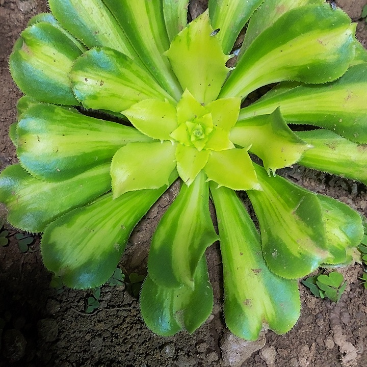 多肉植物保护研究所