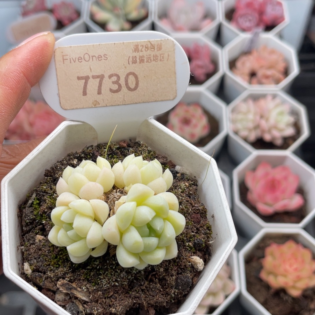 白月光7730-4.5厘米