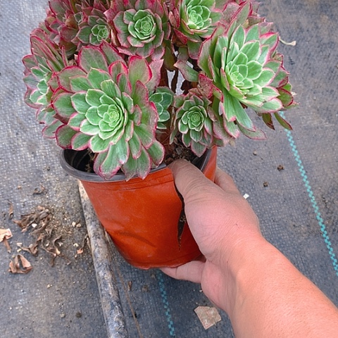293莲花多肉植物