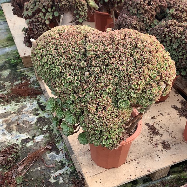 廷***万圣节微瑕一颗球