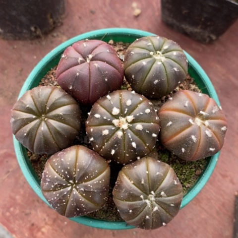 兜群带盆8仙人球