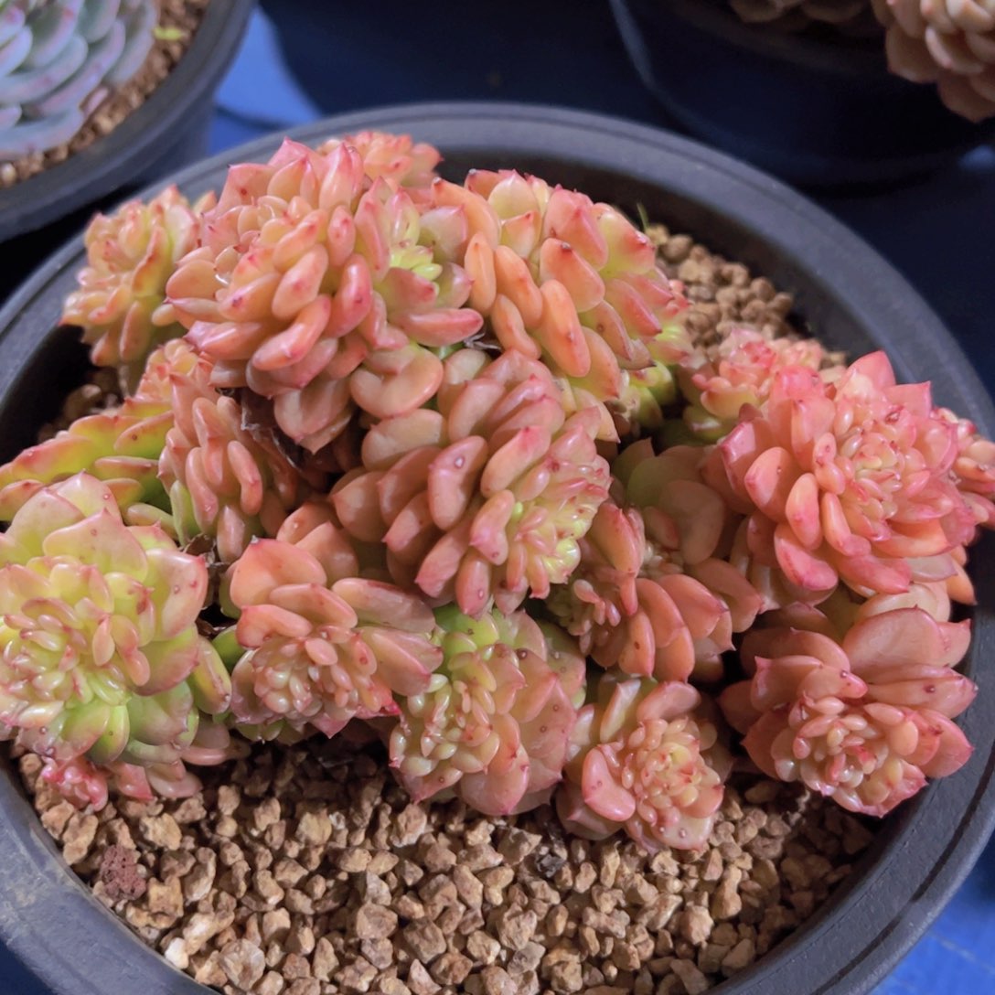 释*蜡牡丹，多肉植物