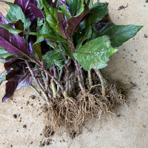 紫背天葵菜苗红凤菜血皮菜观音菜菜苗四季盆栽红凤菜菜苗现挖