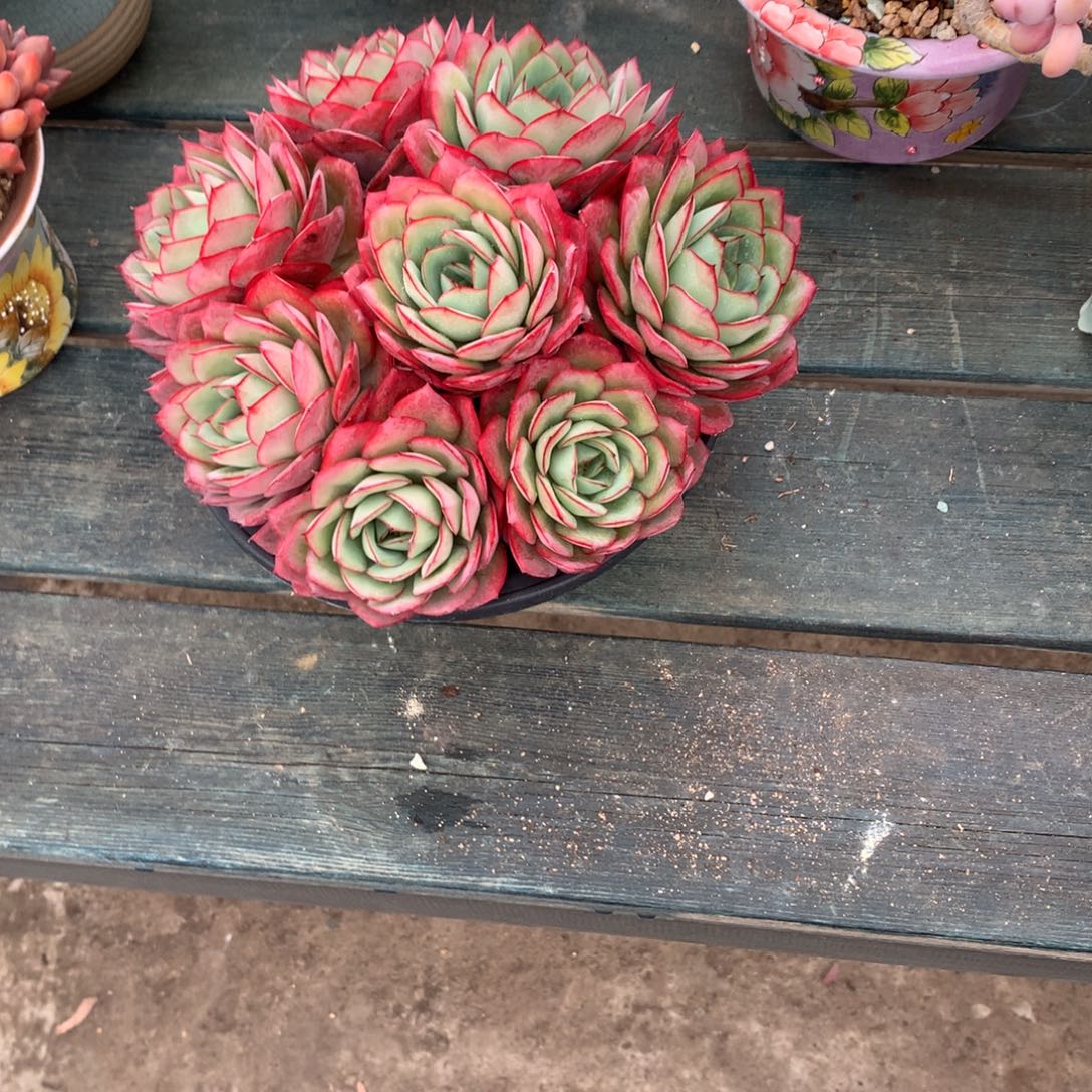 秋***…带塑料盆发一物一拍一物一拍