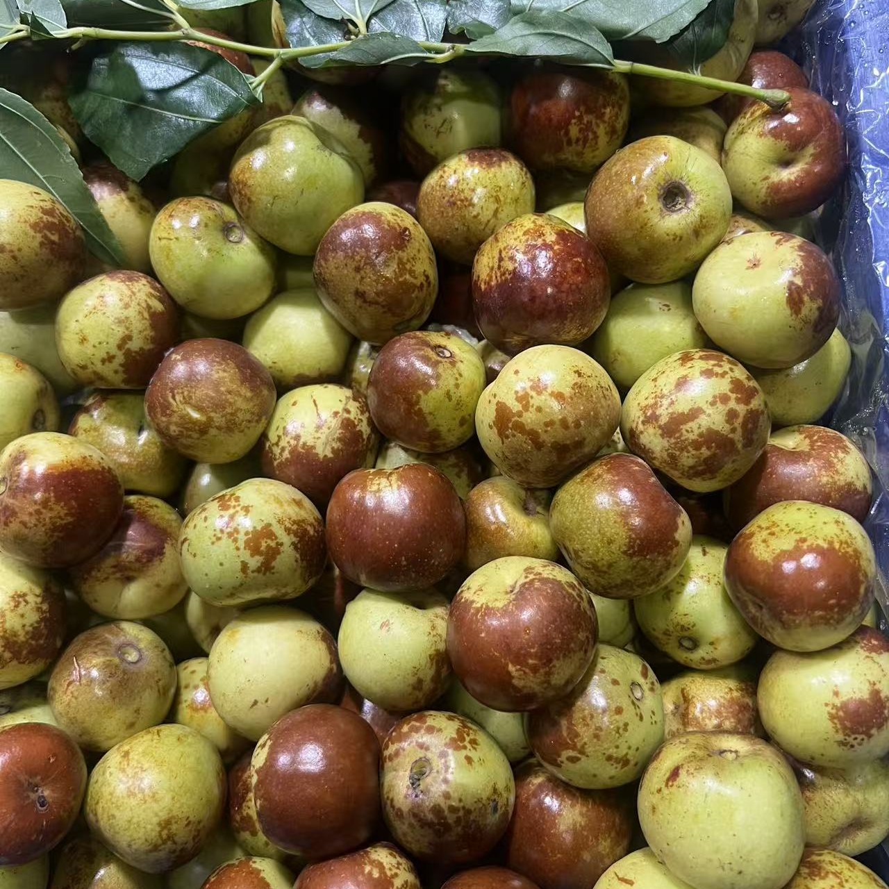 【坏果包赔】河北黄骅短枝二代冬枣净重3斤