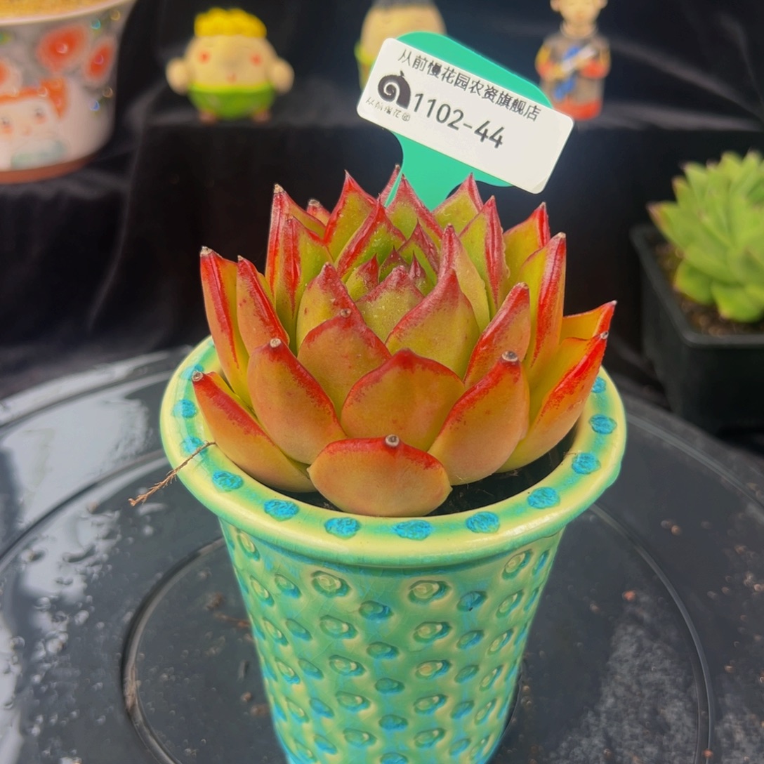 从前慢多肉编号1102-44