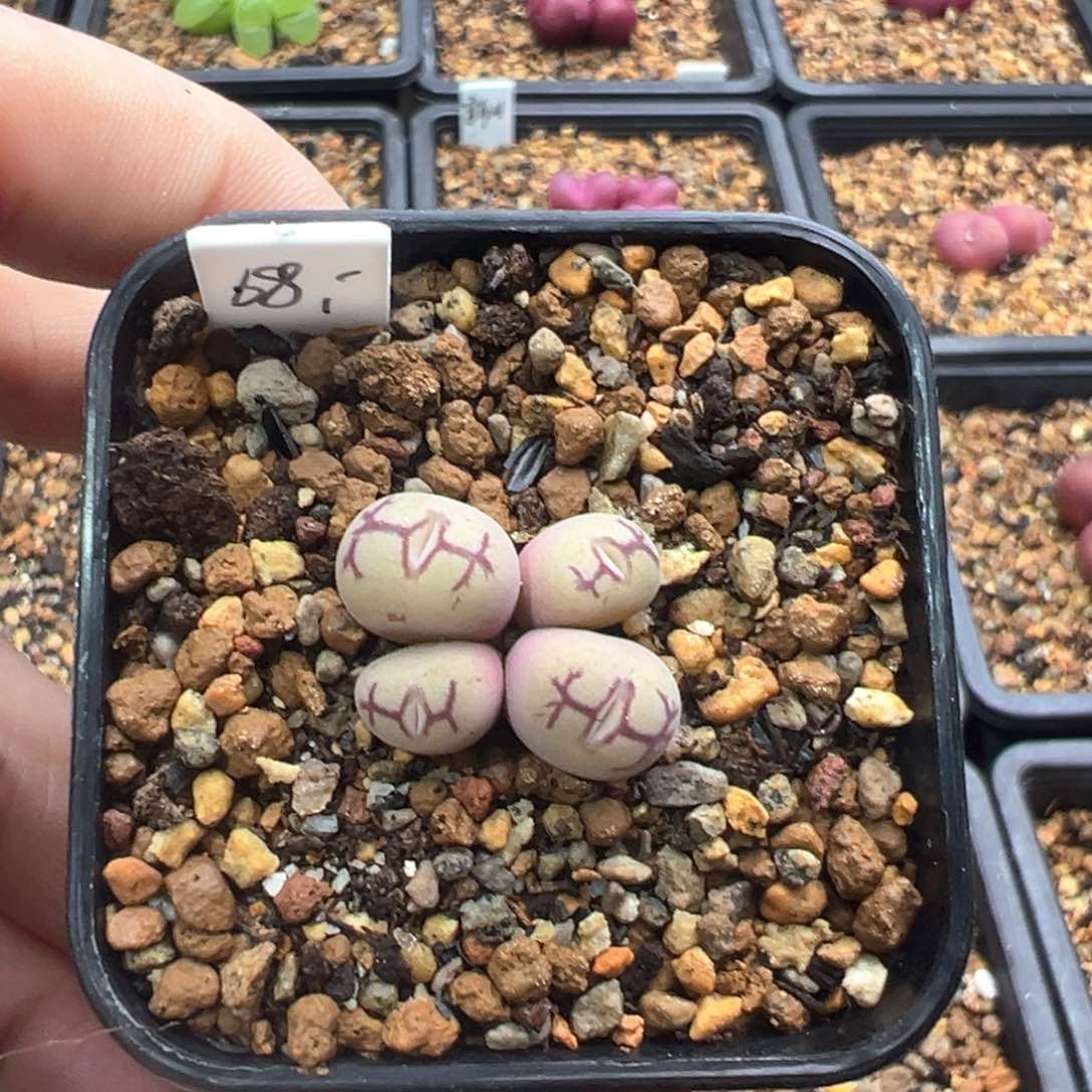 12-223   墨杂一棵   