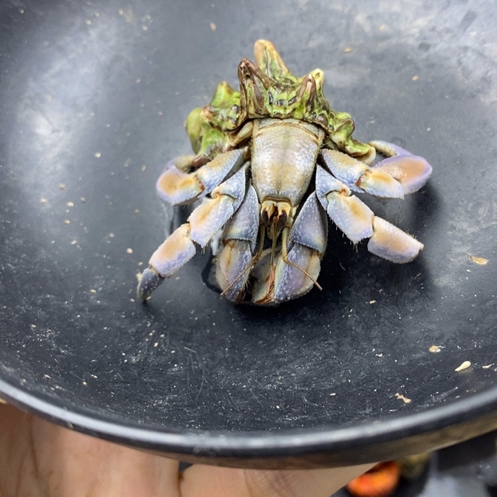 2.8口紫陆一只随缘出