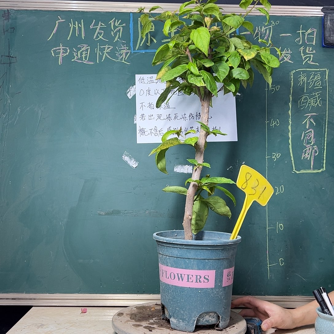 完全开放 福利 80cm 斑红樱  831