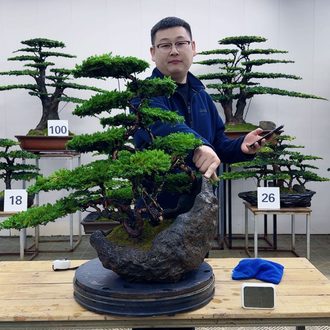 盆景柏树造型盆景