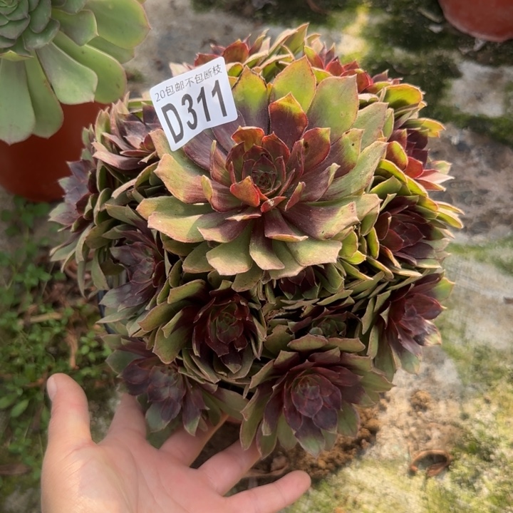 红丝绒……多肉植物……