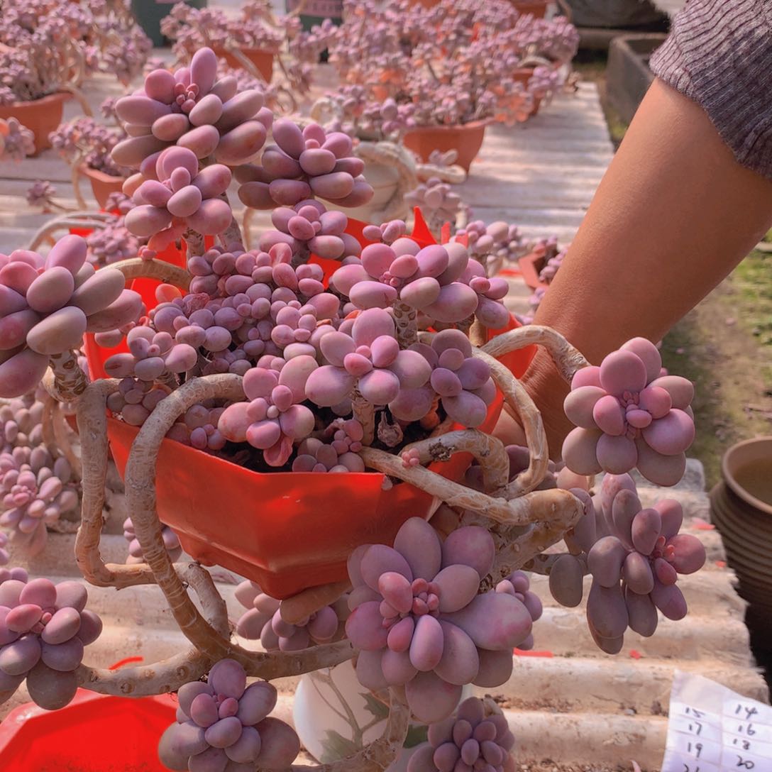 桃蛋老桩一物一拍14号