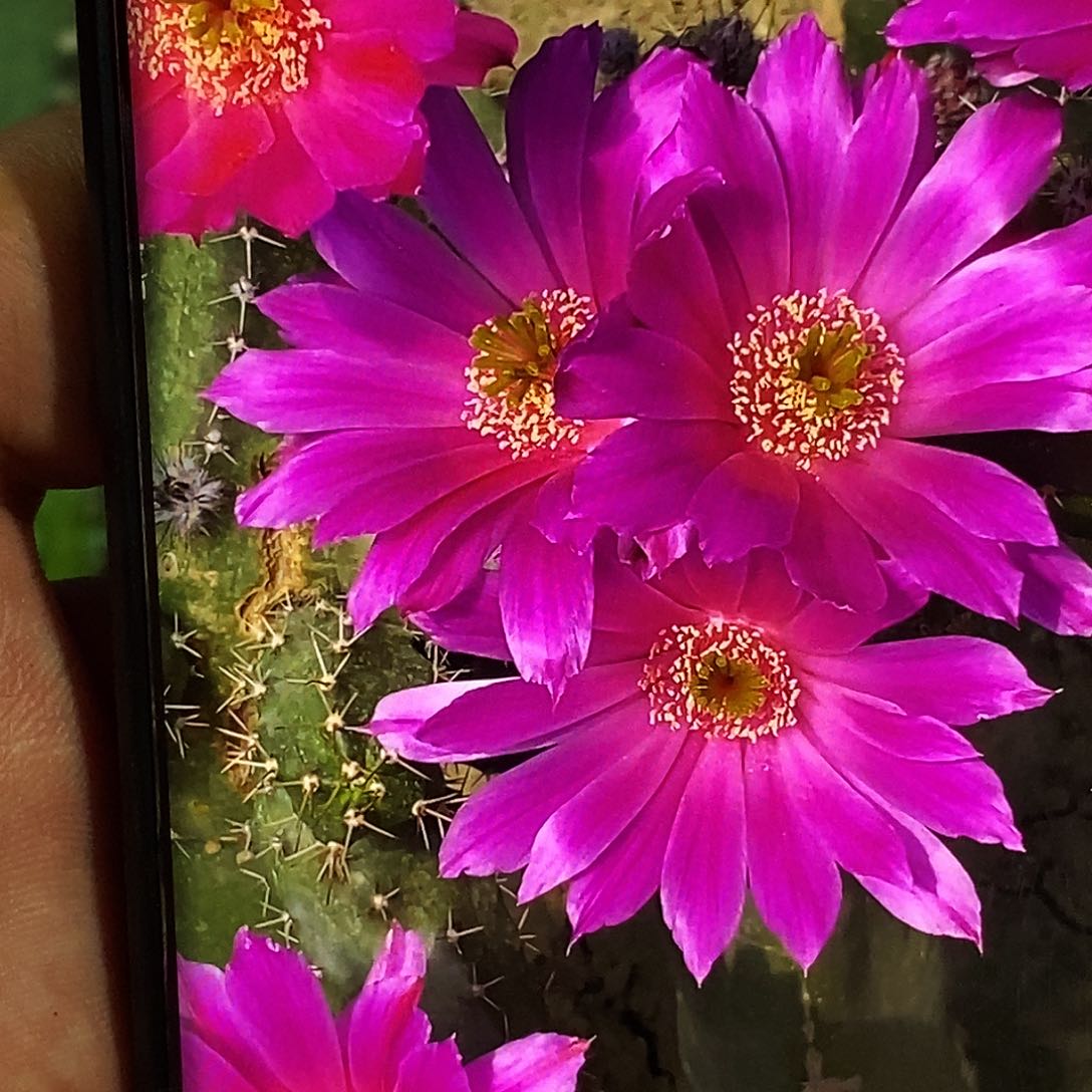 美花角2个 侧芽无关高 10公分