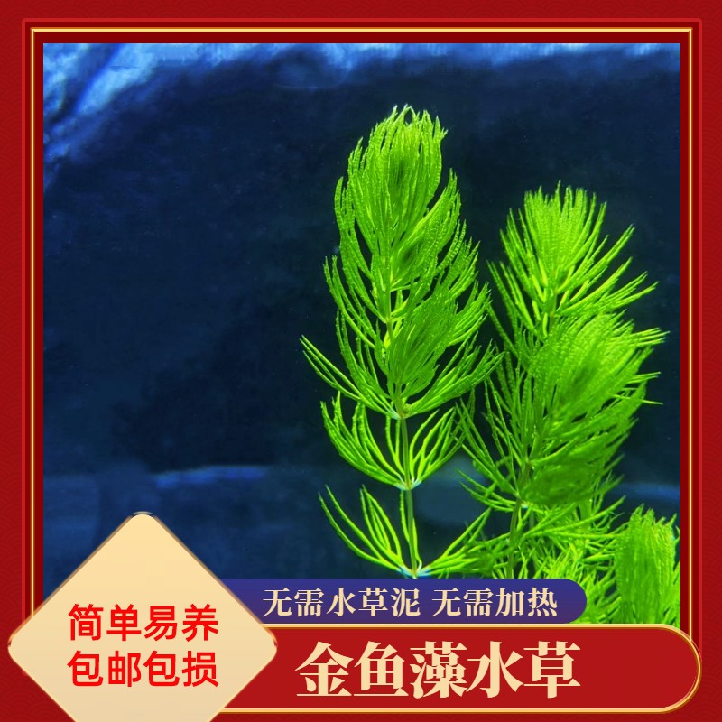 金鱼藻淡水水族箱鱼缸造景挂卵氨氮净化水质专用水培植物好养易活
