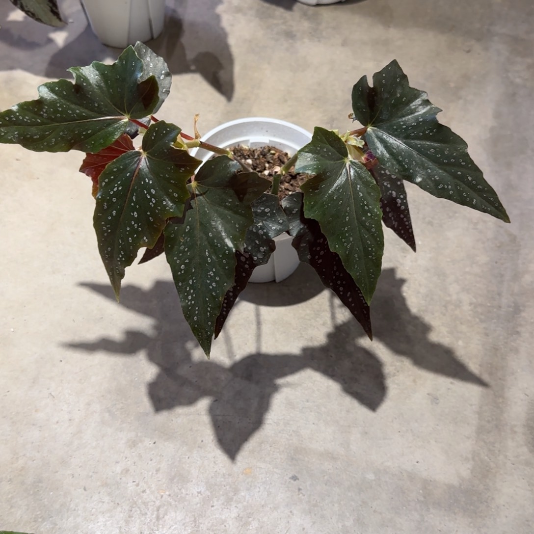 不开花植物黑色竹节顺丰包邮