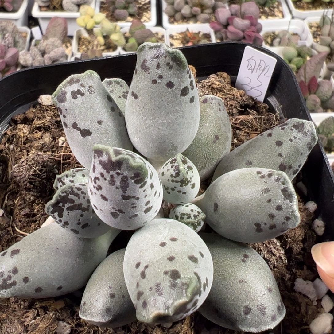 白肌海豹多肉植物水泡