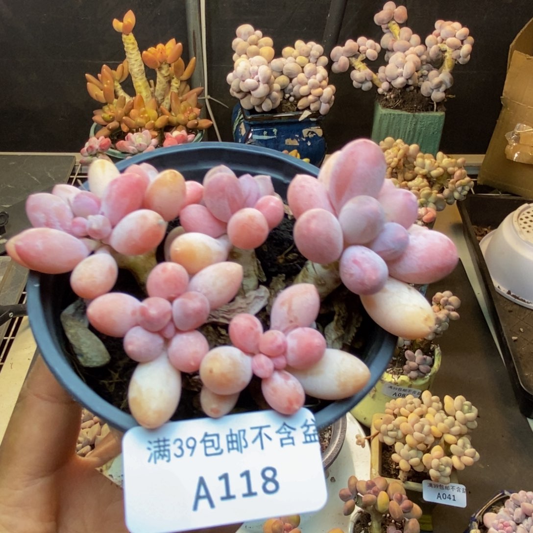 118香水手指奶多肉8c m