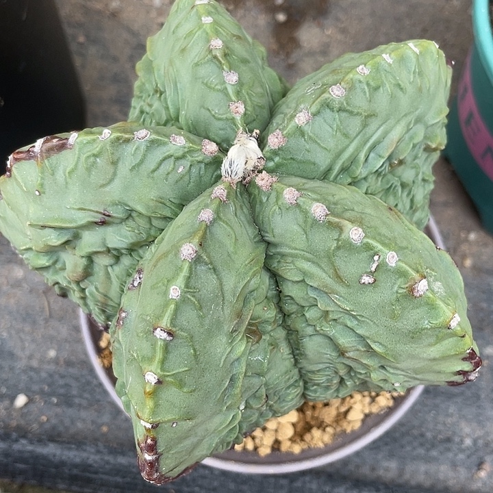 幽***子实生根核桃仙人球一物一拍