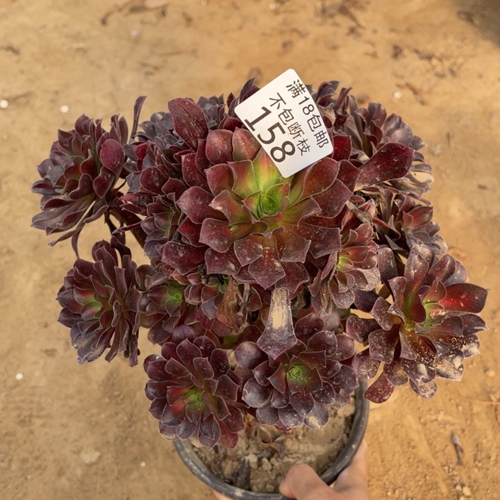 158花纳手捧1号棚