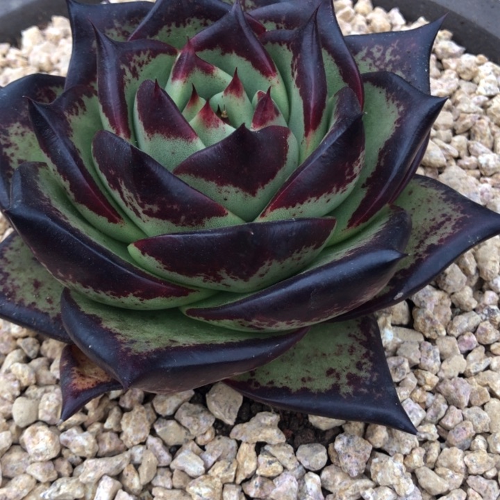 绿底包子0000000000007