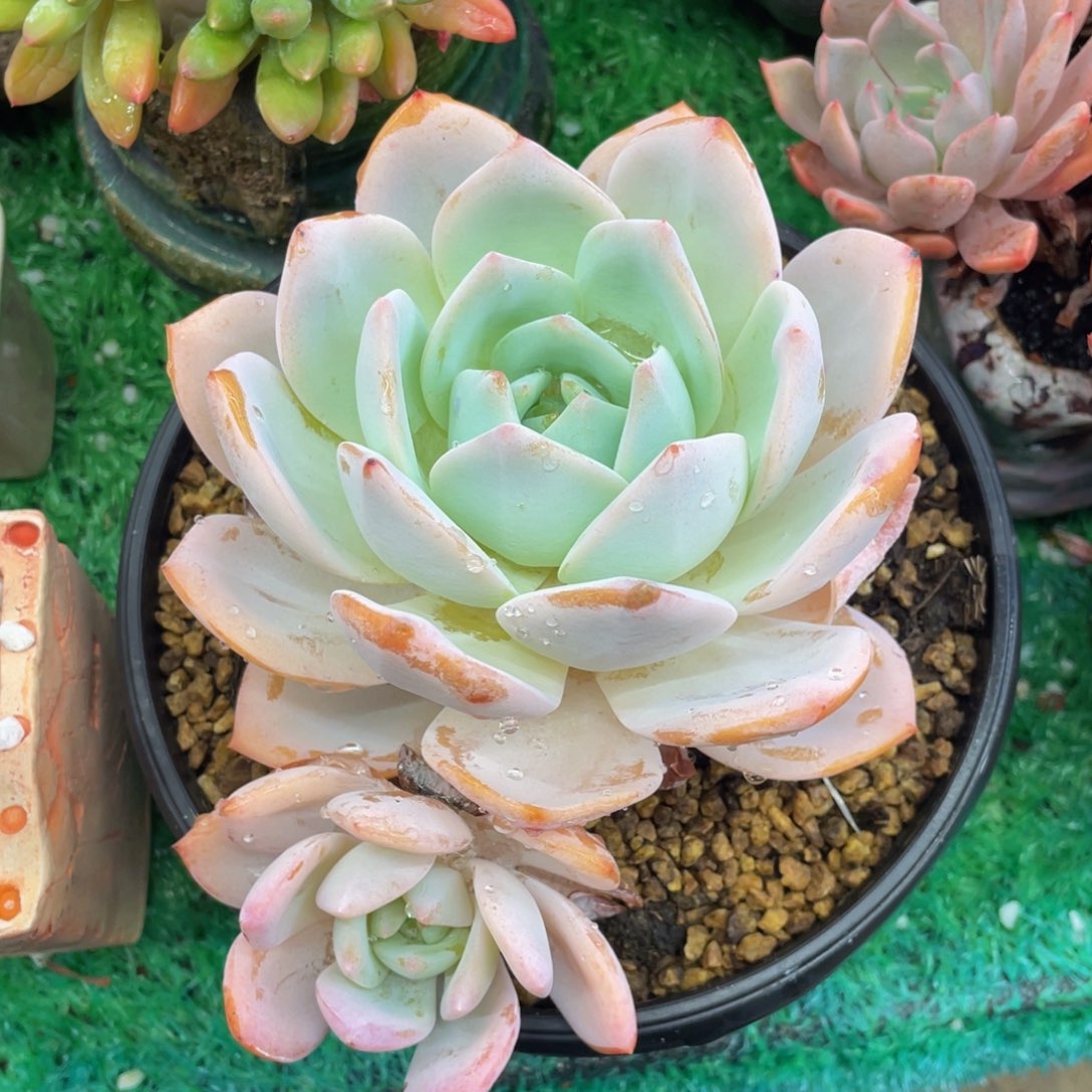 多肉植物盆栽多肉植物