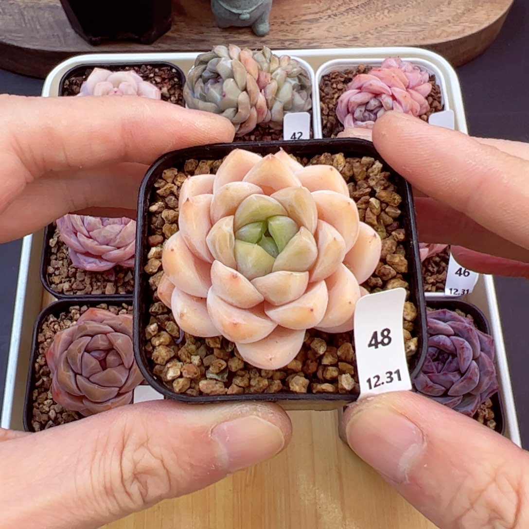 好好看48、哈哈哈哈