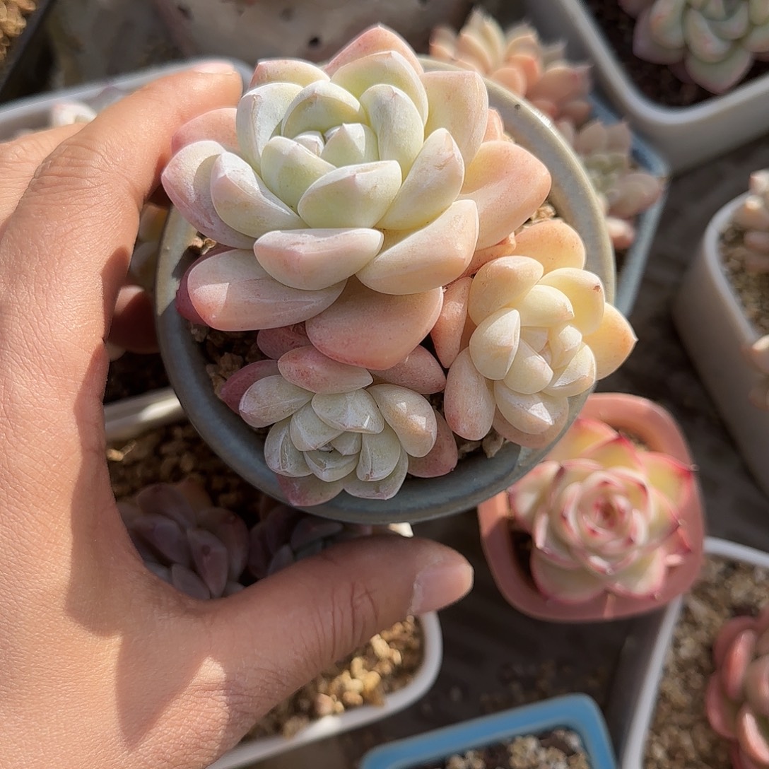 粉冰玉不带盆土发货