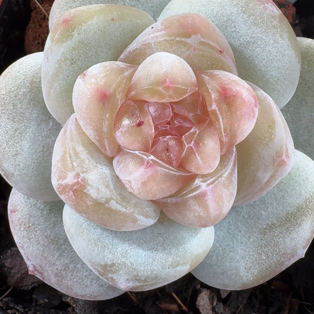 1209-9-白果汁单头一颗多肉