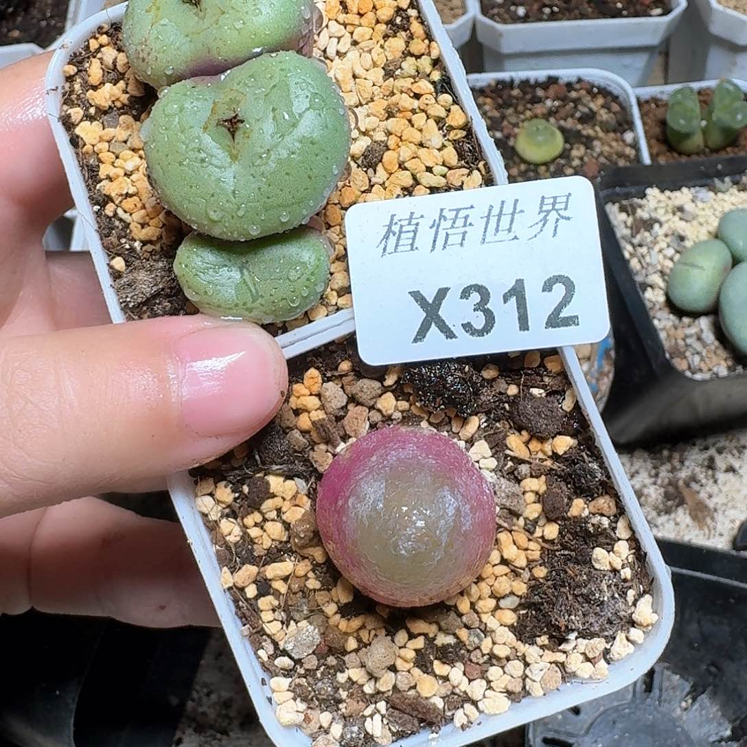 312盒多肉植物哇c g