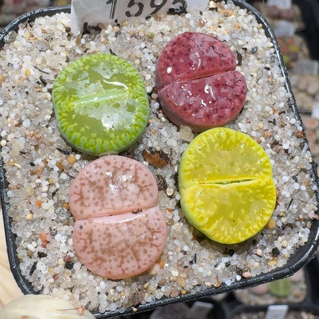 ****zz好货也清了1595