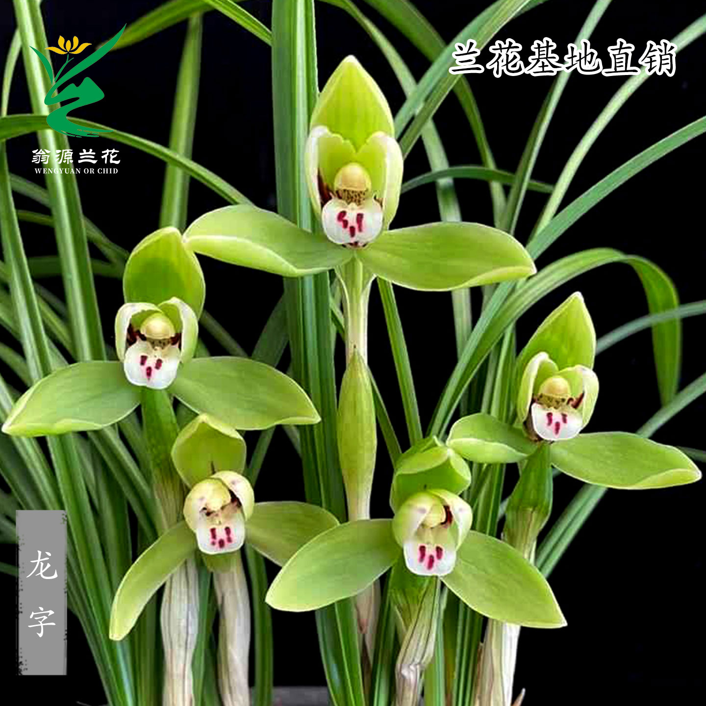 翁源兰花高端老种春兰龙字带花梅瓣国兰双壁浓香好养花卉绿植盆栽