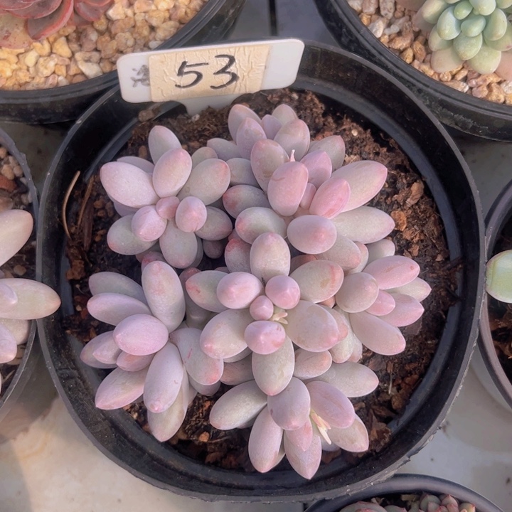 健健康康平平安安