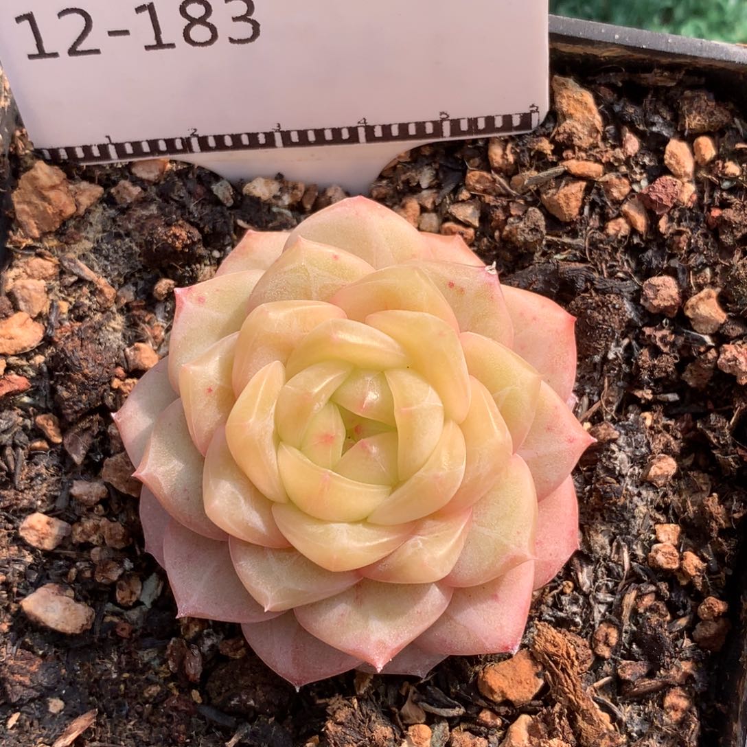 珍妮优选孤品58包邮