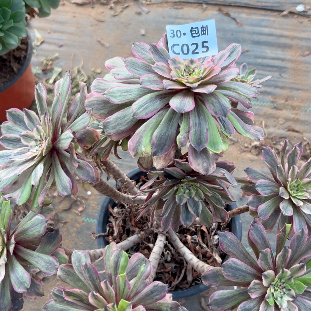 025 粉黛法师多肉