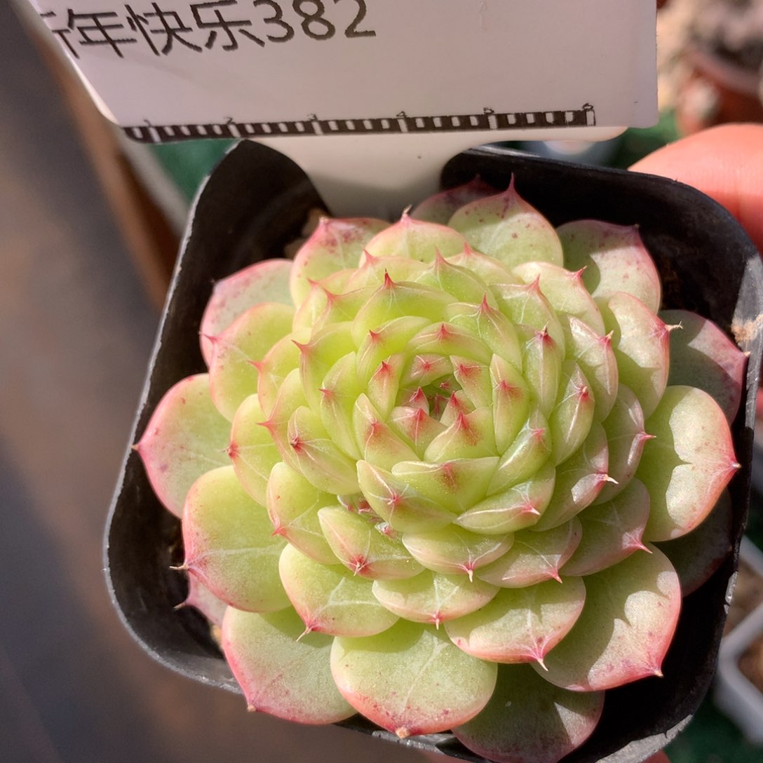 优选暗纹珍妮58包邮