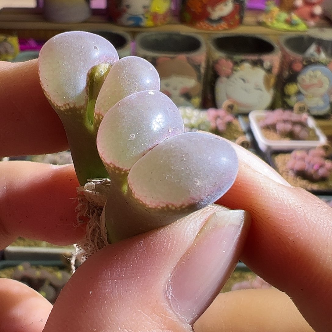 薇*大琳中秋快乐