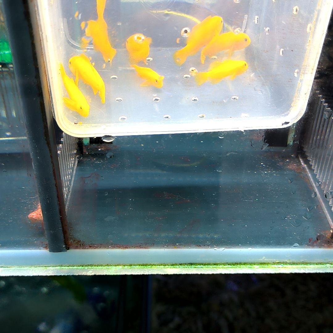 海水鱼黄蟋蟀1条5-42-47