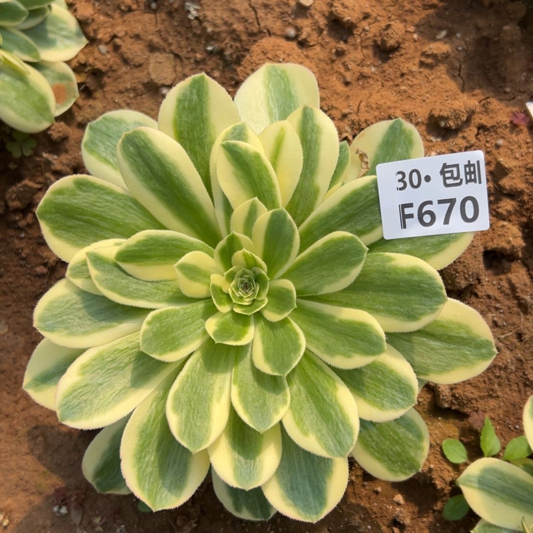 670迈巴赫多肉法师