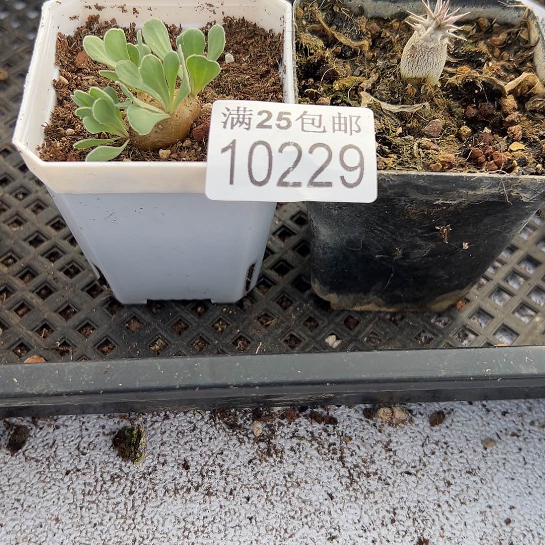 格加229，一物一拍带盆