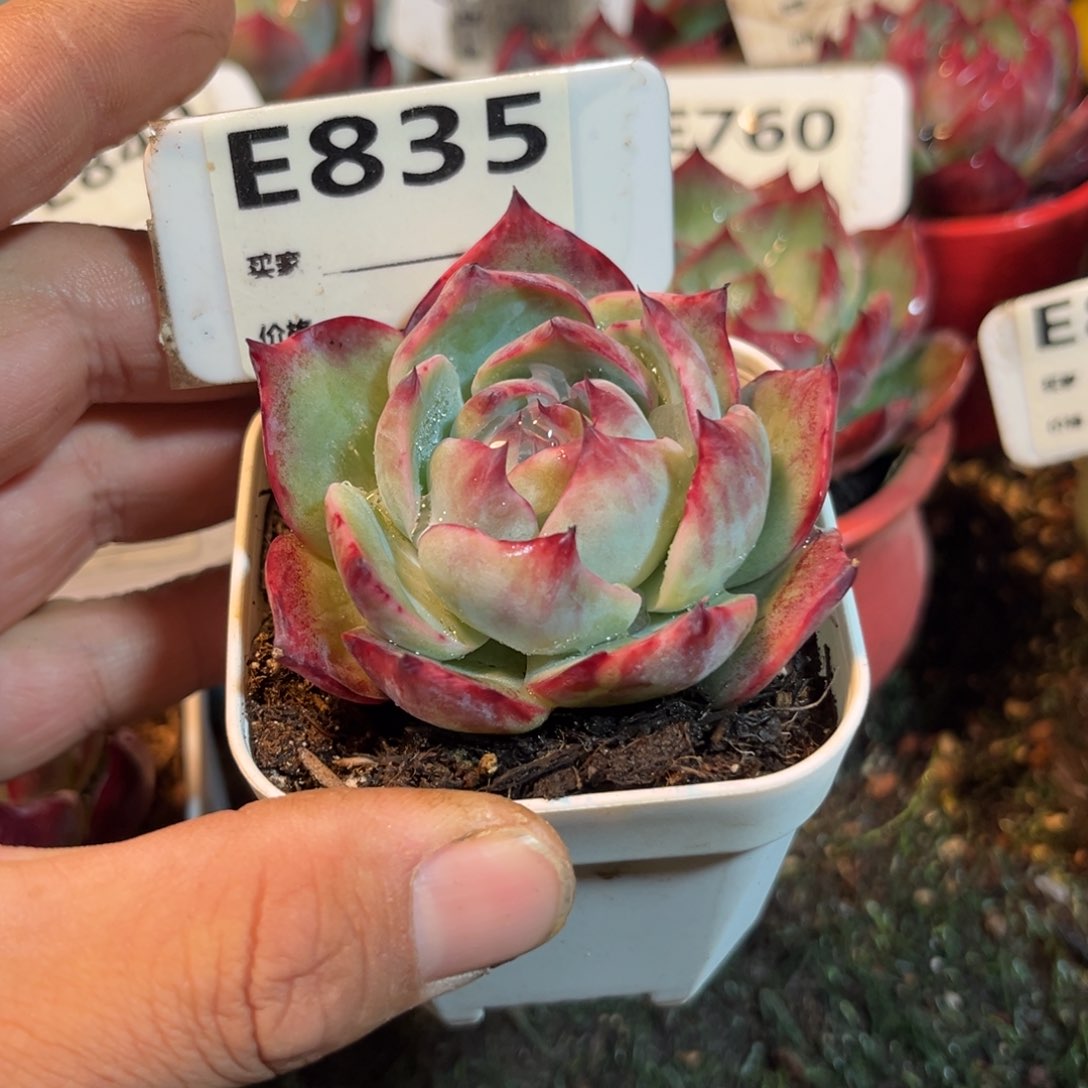 惊鸿一瞥835号多肉