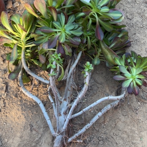 月***酒9263爱马仕中斑多肉植物法师