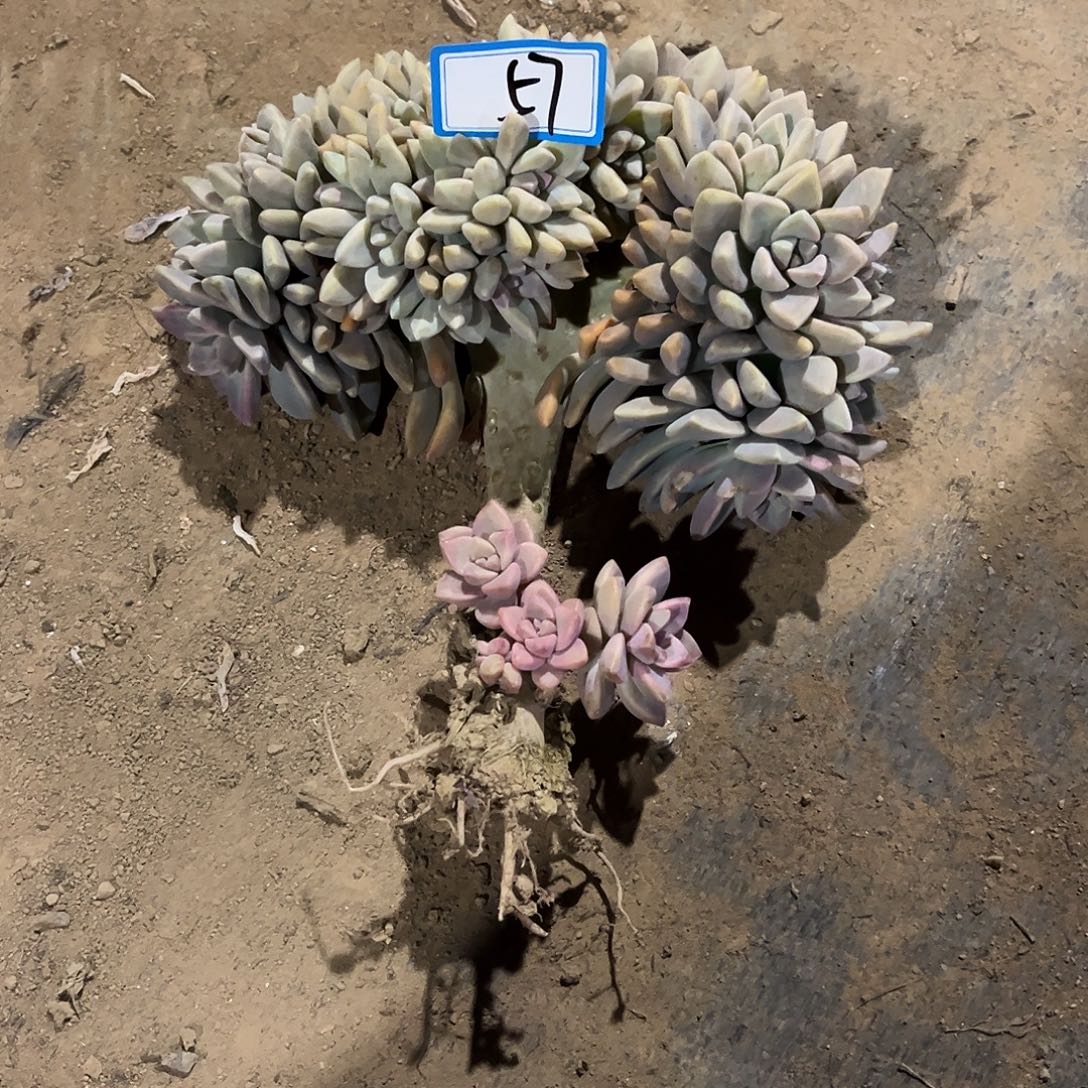 旺***当57号淡雪缀化一物一拍