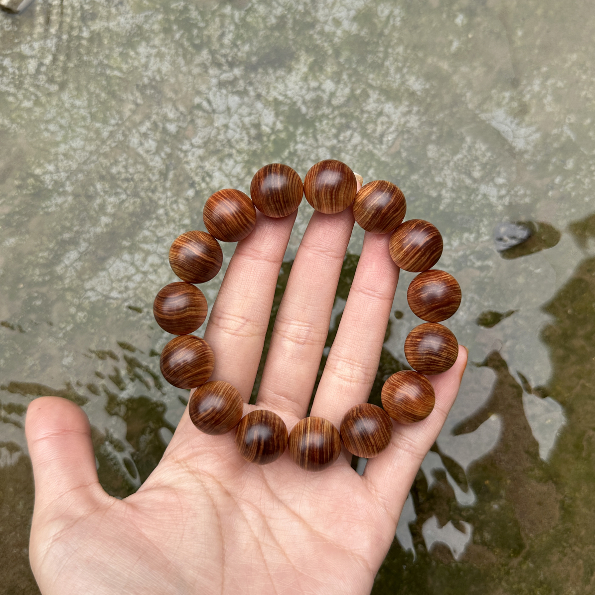 1.5太行崖柏黑骨蚕丝收藏品