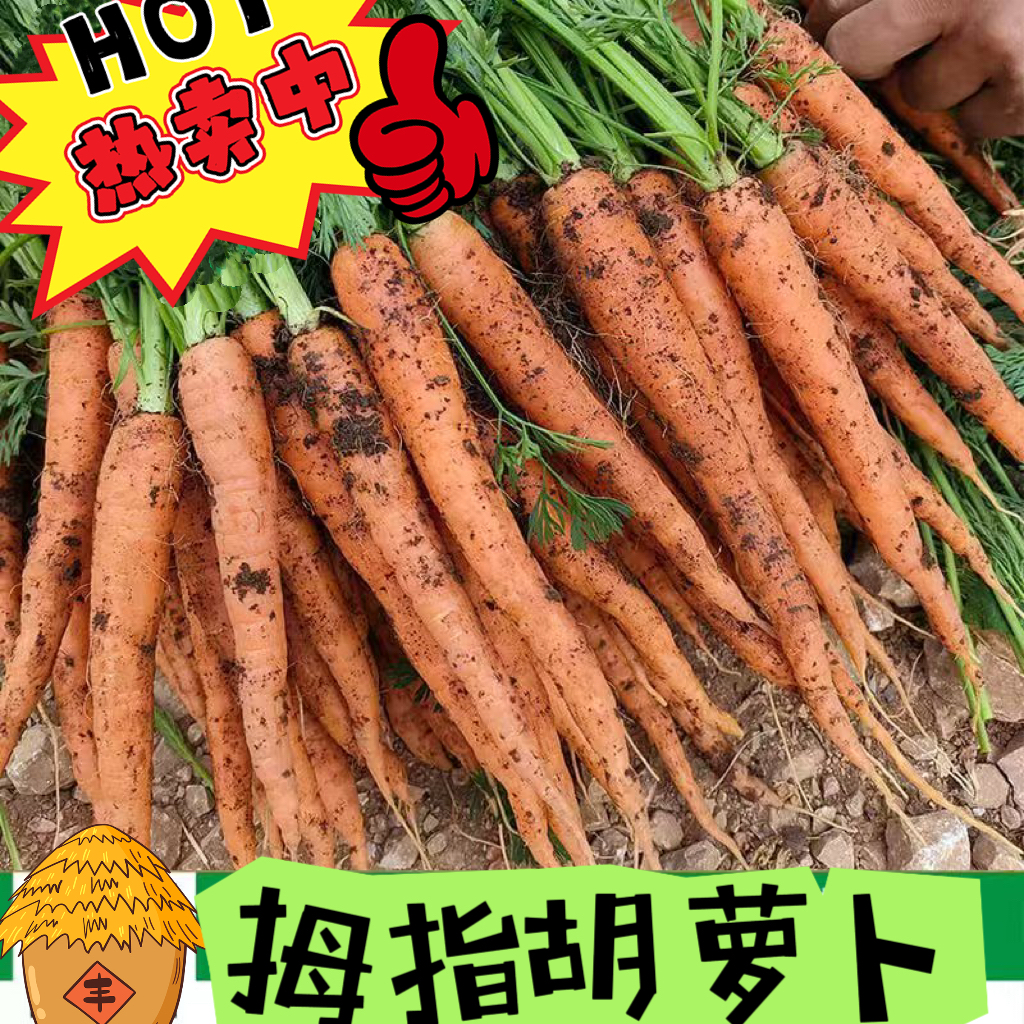 天津本地手指水果胡萝卜去叶发货 自家种植现挖现发 京东顺丰包邮
