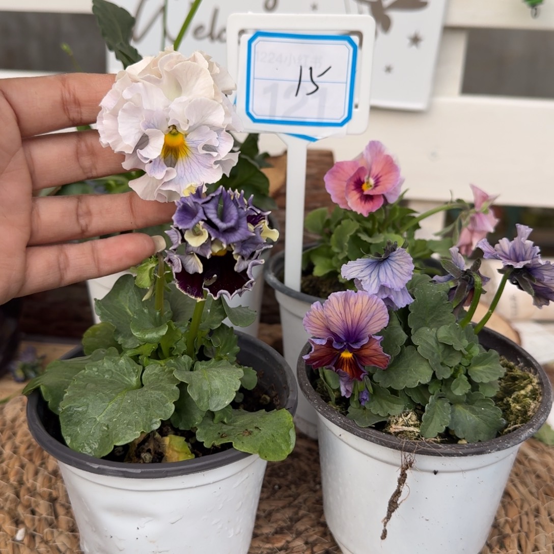 无花朵直播间抖音15号组合