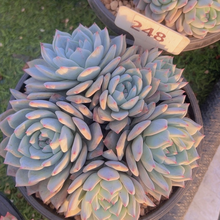 健健康康平平安安